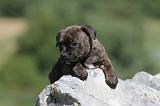 STAFFIE 095